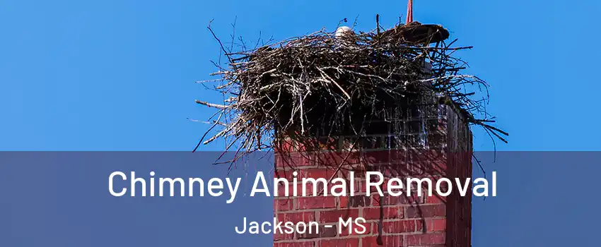 Chimney Animal Removal Jackson - MS