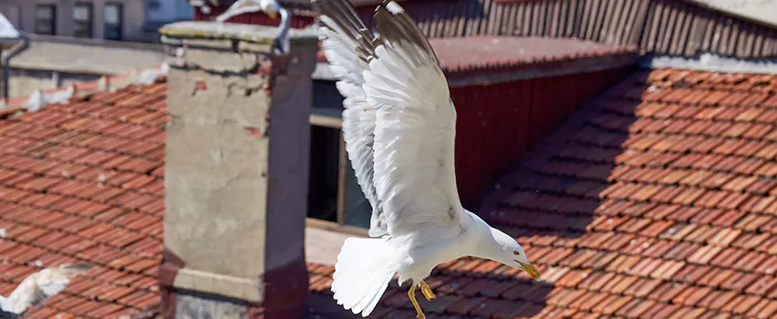 Residential Chimney Animal Removal Solution in Jackson, MS